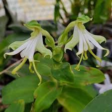 Image result for Bonatea steudneri