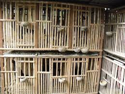 Ukuran kandang ayam bangkok dari bambu. Ukuran Ideal Kandang Ayam Bangkok Tentang Kolam Kandang Ternak
