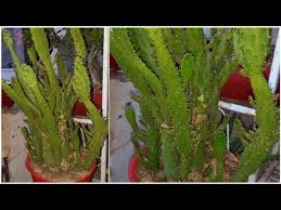 Image result for Opuntia monacantha