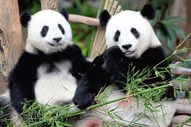 Baby panda loves ball trade and industry minister chan chun sing on how some sellers have tried to profit from. Liang Liang Gets Her Third Baby The Star