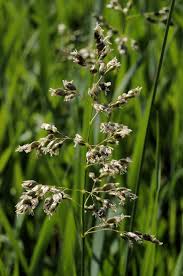 Image result for Anthoxanthum nivale