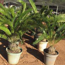 Image result for Eccoptocarpha