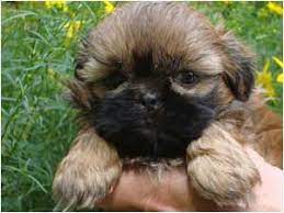 Akc french bulldog puppies (inl > moreno valley) pic hide this posting restore restore this posting. Country Home Shih Tzu Puppies For Sale In Massachusetts Connecticut New Hampshire Rhode Island New York New Jerse Shih Tzu Puppy Puppies For Sale Shih Tzu