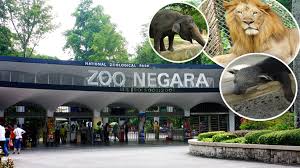 Namun di bali zoo sendiri, pengalaman menaiki binatang raksasa ini memiliki sensasi tersendiri dengan treknya yang tak hanya melalui jalur di dalam kebun binatang namun melalui beberapa kolam besar. Zoo Negara Kini Dalam Keadaan Menyedihkan Dan Menyiksa Haiwan