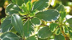 Image result for Pittosporaceae