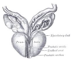 Image result for Seminal Vesicle