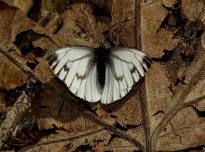 Butterfly Walks