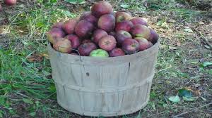 Free shipping on qualified orders. Planting Heirloom Apple Trees Farm Hand S Companion Old Time Organic Vegetable Gardening Orchard Husbandry For The Homestead Or Hobby Farm