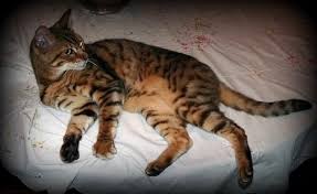 Bengal cats are agile and graceful, and are considered to be quite exotic in looks; Top 10 Tips For Finding Lost Cats Cat Wisdom 101 Everything Feline Since 2011