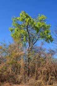 Image result for Philenoptera bussei