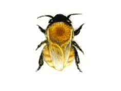 Hummeln Im Garten In 2020 Hummeln Wildbienen Bienen