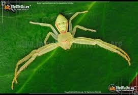 22 of the spiders you might find in michigan (and one you likely won't) i have bad news for you if spiders freak you out: Green Crab Spider Misumessus Oblongus