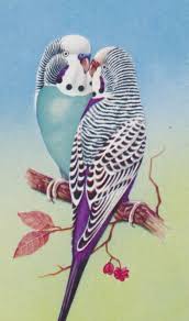 Vintage Budgies Kus Resimleri Papaganlar Muhabbet Kuslari