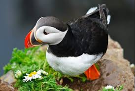 Puffin In Iceland Tours In Iceland Puffin Island Tour