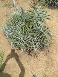 Image result for Syagrus