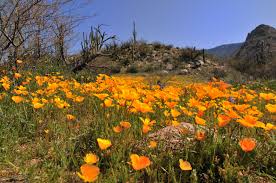 As wildflowers blanket the desert valleys and mountainsides, spring is the most beautiful time to experience the sonoran desert of arizona. Sonoran Desert Desert Flowers Wild Flowers