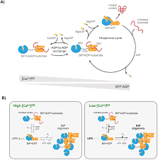 An animal cell that lacks a rough endoplasmic reticulum would be unable to perform which function. Calcium Depletion Challenges Endoplasmic Reticulum Proteostasis By Destabilising Bip Substrate Complexes Elife
