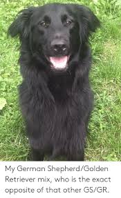 Maybe you would like to learn more about one of these? My German Shepherdgolden Retriever Mix Who Is The Exact Opposite Of That Other Gsgr German Shepherd Meme On Me Me