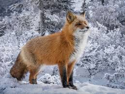 102 Stunning Winter Fox Photos That Ll Make You Fall In Love With Foxes Foxes Photography Wild Animals Photography Fox Take a look below for some winter craft inspiration! wild animals photography