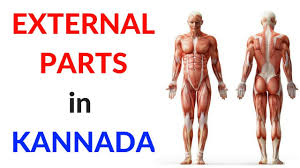 Parts Of The Body In Kannada External Parts Learn Kannada Youtube