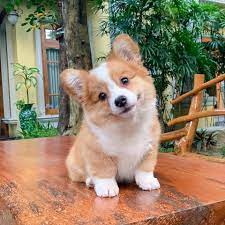 pin by anonim on pets cute animals cute baby dogs baby dogs