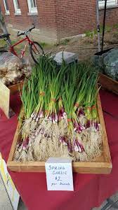 However, in order to keep it as long as possible. How To Plant Garlic In The Spring Hello Homestead