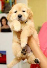 Our beautiful golden retriever tiggy has had a litter of 7 gorgeous puppies. 900 Dog Training Ideas Dogs Dog Training Pets