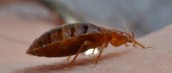 We've been protecting families like yours from unwanted pests using safe, pet friendly. Commercial Bed Bug Control Gregory Pest Solutions