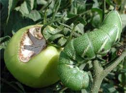 Generally, growers notice the damage to the crops before they notice the worms. The Tomato Hornworm And The Tobacco Hornworm Msu Extension