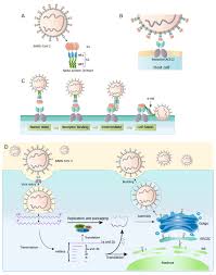 Reversibly binding to the 50s subunit of the bacterial ribosome 2. Covid 19 Epidemiology Virology And Prevention Uptodate
