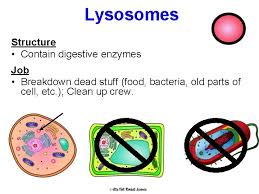 What is the lysosomes job. Cells Cells Robert Hooke Mid1600s Viewed Cork Plant
