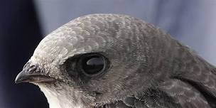 Concert for swifts