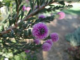 Image result for Melaleuca nesophila