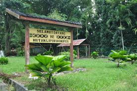 Sebagai hutan yang tertua di semenanjung. Taman Eko Rimba Konifer Jabatan Perhutanan Semenanjung Malaysia