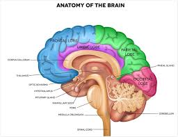 Educational video for children to learn what the brain is, which are its parts and how it works. The Anatomy Of The Human Brain