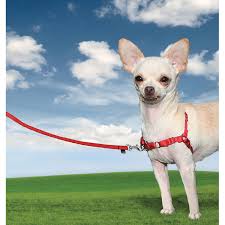 Důležité je, si připravit pamlsky, které. Proc Psi Tahnou Na Voditku