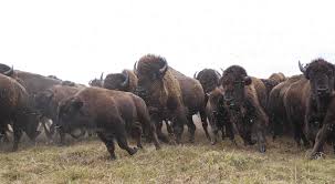 6 Furry Facts About Bison The Nature Conservancy