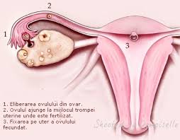 Simptomele precoce ale unei sarcini. Saptamana 1 De Sarcina