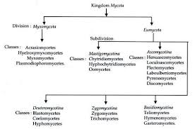 Classification Of Higher Fungi