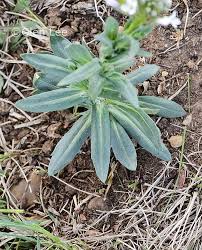 Image result for Turritis glabra