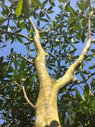 Image result for Voacanga