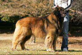 Contact puppies leonberger breeders near you using our free leonberger breeder search tool below! Leonberger Price Range How Much Do Leonberger Puppies For Sale Cost