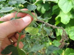 Image result for tomato seedling botrytis