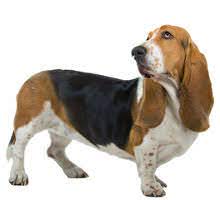 Hush puppi's recent balling at quilox wasn't just for fun. Basset Hound Charakter Wesen Eigenschaften Futalis De