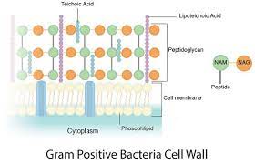We did not find results for: What Is The Chemical Compositions Of The Cell Wall Quora