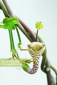 Image result for Ceropegia haygarthii