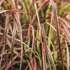 It prefers full sun to very light shade. Pennisetum Graceful Grasses Fireworks Buy Fountain Grass Annuals Online
