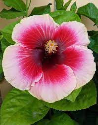 Hibiscus Valentine S Day Flower Pictures Hibiscus Rosa Sinensis Hibiscus Flowers