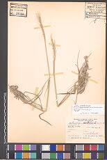 Image result for Trichoneura schlechteri