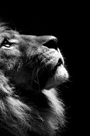 Black And White Photos Of Wild Animals Majestic Animals Animals Beautiful Big Cats